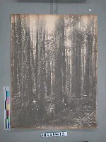 臺南州嘉義番地阿里山石鼓盤七千平之林相藏品圖，第2張